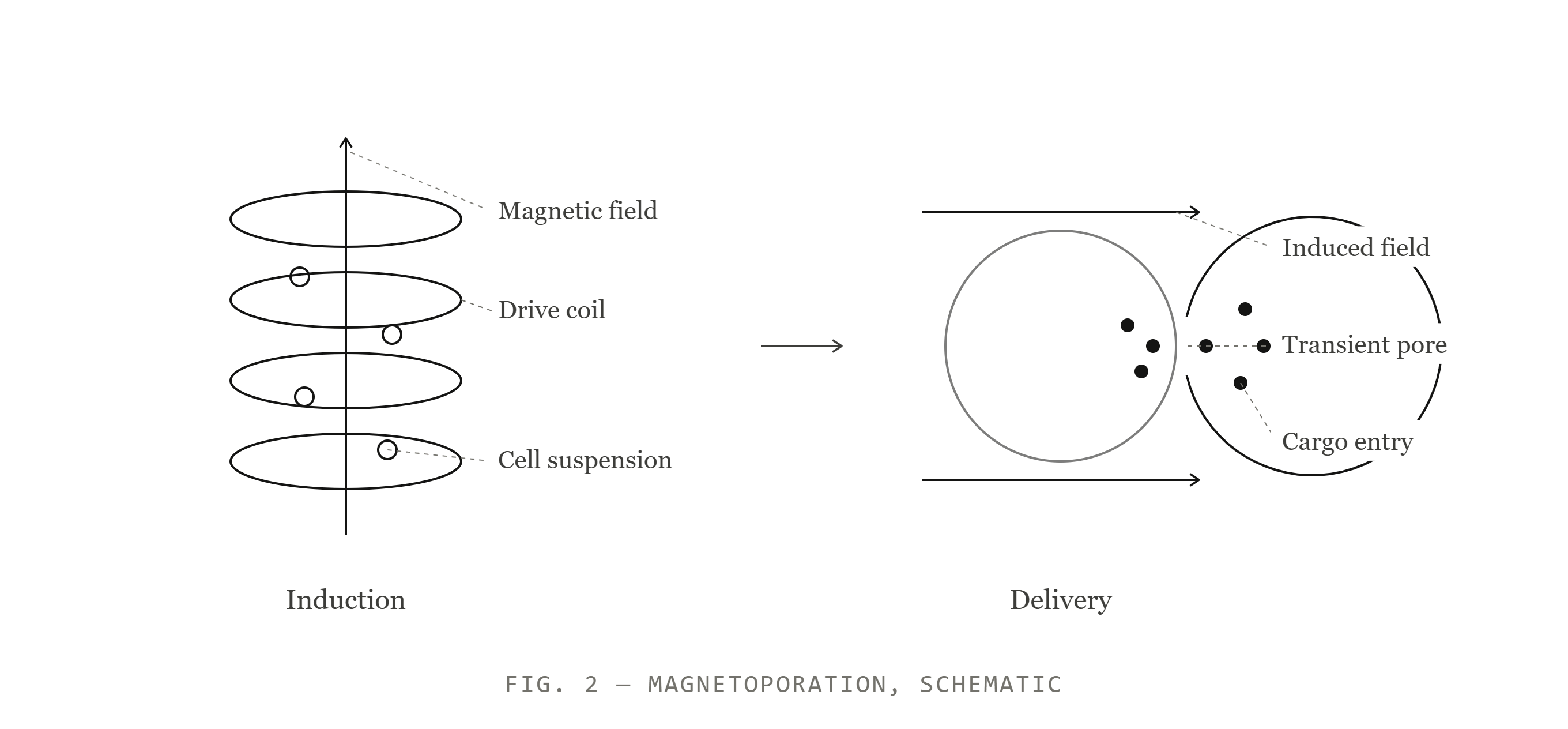 Magnetoporation schematic: induction and delivery
