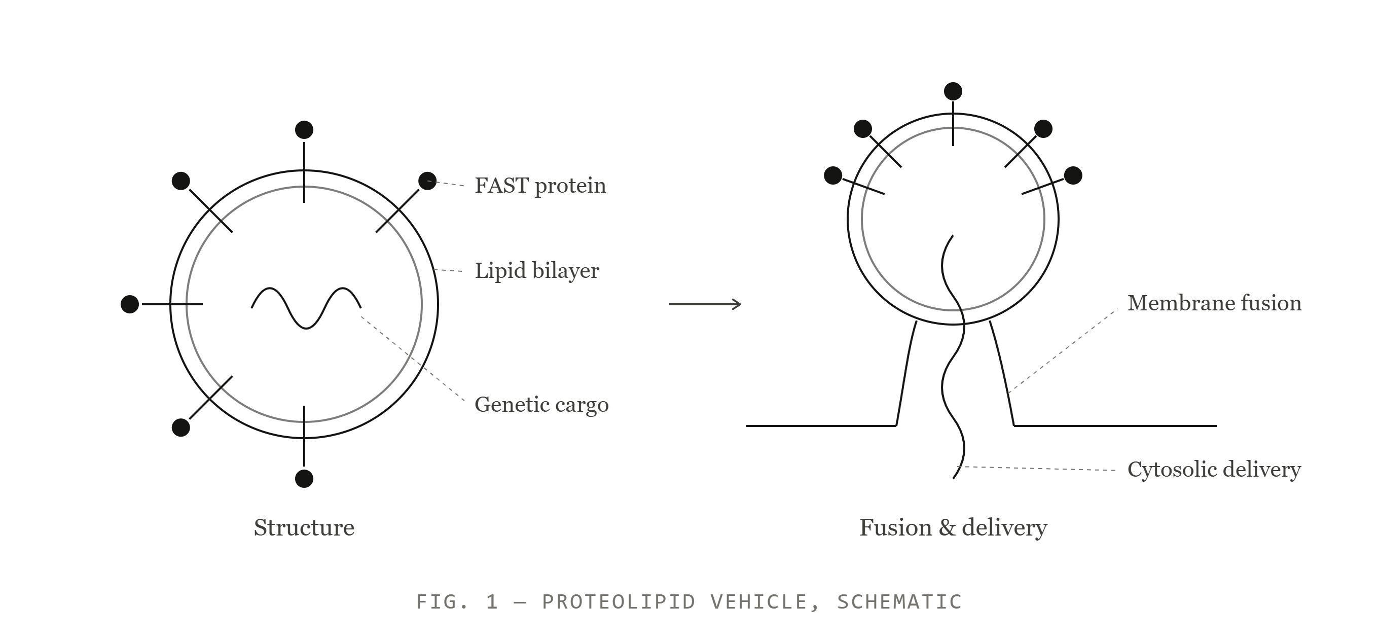 Proteolipid vehicle schematic: structure and membrane fusion